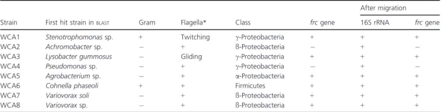 Table 1. Description of eight bacterial strains isolated and characterized using the inverted Petri dish assay and the ‘fungal highway’ concept for dispersion of oxalotrophic bacteria