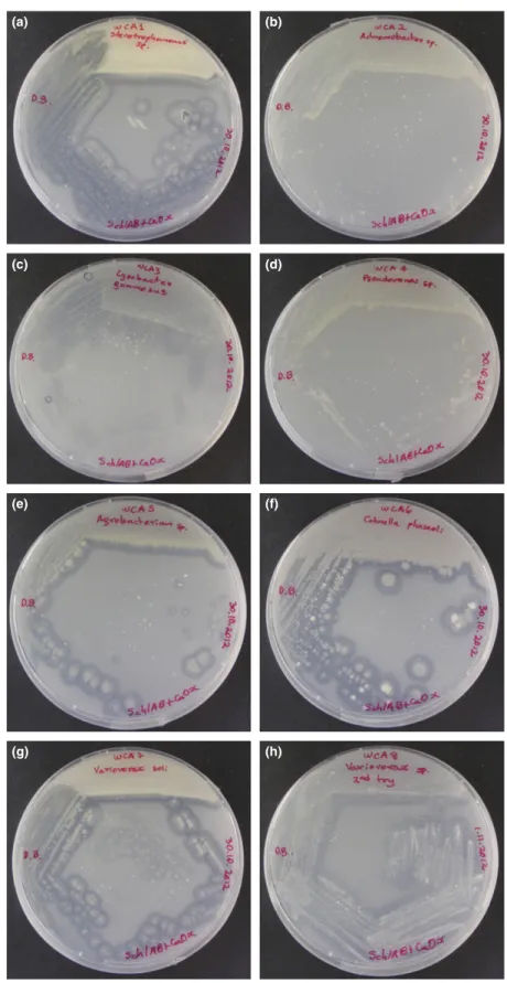 Fig. 3. Degradation halos observed after growth of the bacterial strains isolated by the inverted Petri dish method (see Table 1)
