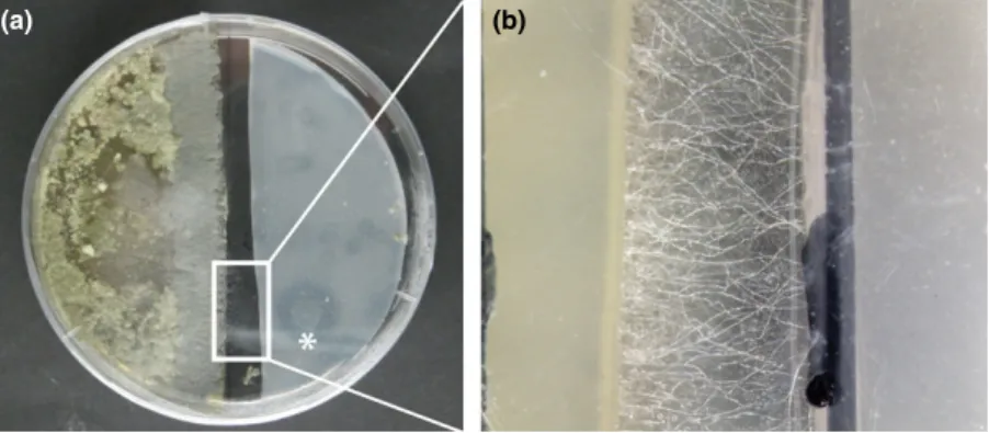 Fig. 4. Test results of bacterial dispersion along fungal hyphae. (a) The interaction with Trichoderma sp