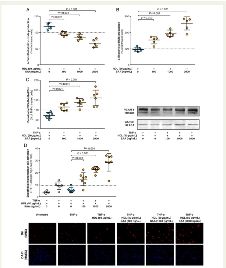 Figure 5 Endothelial effects of HDL supplemented with increasing concentrations of SAA