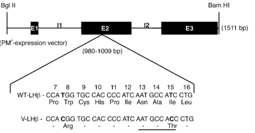 Figure 1. Schematic presentation of the human LHβ gene, as well as the mutational changes in exon 2 of the V-LHβ gene with corresponding amino acid substitutions