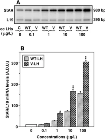Figure 5. Effects of rec LHs and hCG on cAMP production in mLTC-1 cells.