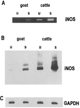 Figure 2. Detection of iNOS mRNA. Total RNA was isolated from unstimulated (u) and stimulated (s) (Salmonella dublin; 200 ILg/mL) goat and cattle macrophages 6 h after stimulation, reverse transcribed, amplified by polymerase chain reaction (PCR) using iNO