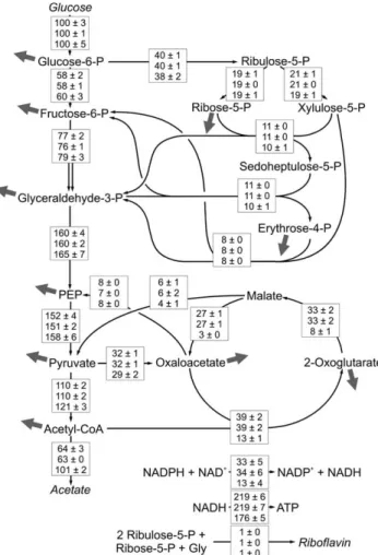 Fig. 4. Flux distributions of B. subtilis RB50 : :pRF69 (top values), RB50 : :pRF69 cyd (middle values), and RB50 : :pRF69 qox (bottom  val-ues) during exponential growth on glucose