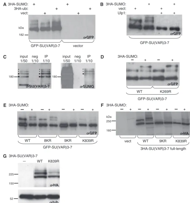 Figure 1. SU(VAR)3-7 is sumoylated at lysine K839. (A) Sumoylation of SU(VAR)3-7. A GFP-Su(var)3-7 construct (amino acids 82–1250) or the empty vector (vect) were transfected in S2 cells together with the empty vector, 3HA-SUMO, or 3HA-ubi