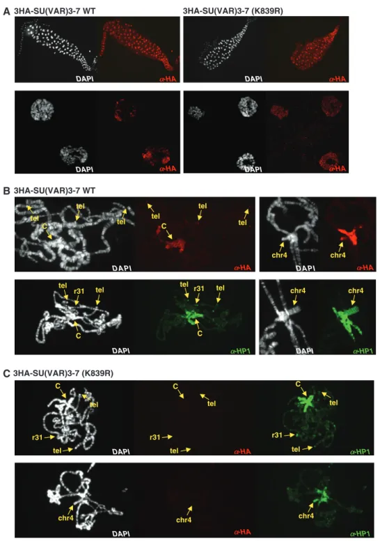 Figure 2. Sumoylation of SU(VAR)3-7 is required for localization at heterochromatin. (A) Expression and cellular localization of 3HA-SU(VAR)3-7(WT) and (K839R) proteins