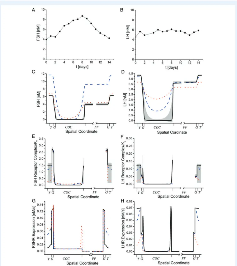Figure 4 Dynamics of spatiotemporal signalling in the follicle. (A and B) Measured serum hormone concentrations of (A) FSH and (B) LH as reproduced from Brindle et al
