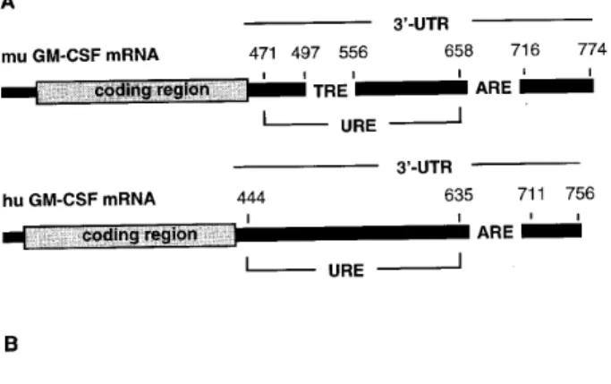 Figure 1. Schematic diagram and aligned ribonucleotide sequences of murine and human GM-CSF mRNA