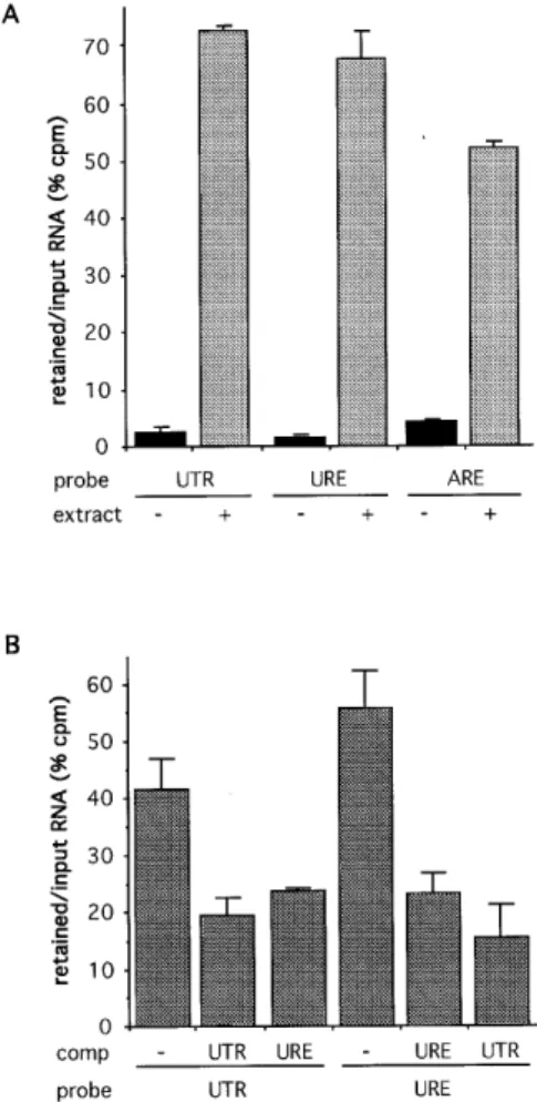 Figure 2. Northwestern blot analyses of human and murine T cell extracts.