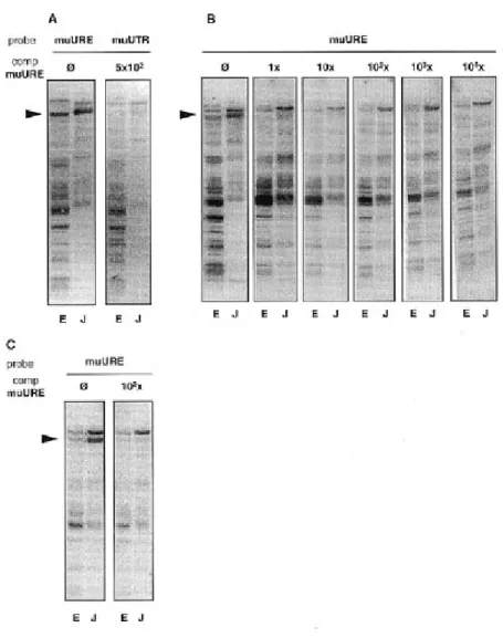 Figure 4. Competition analyses of murine sequences lacking AU-rich sequences (muURE) and murine sequences including the entire 3′UTR (muUTR) binding to murine EL-4 (E) and human Jurkat (J) cell proteins on northwestern blots