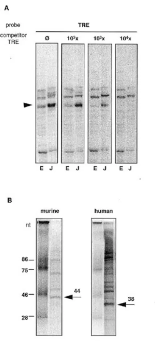Figure 5. Murine and human RNA compete for binding to 93 and 94 kDa proteins. Cytoplasmic protein (60 µg per lane) from EL-4 (E) and Jurkat (J) cells were separated by 12% SDS–PAGE, transferred to nitrocellulose and  north-western blot analysis performed