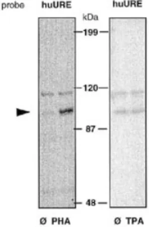 Figure 7. Up-regulation of the human 94 kDa protein–RNA interaction by PHA. Jurkat cells (2 × 10 6 /ml) were left untreated or stimulated for 30 min with PHA, proteins extracted and analyzed by northwestern blotting (7.5%