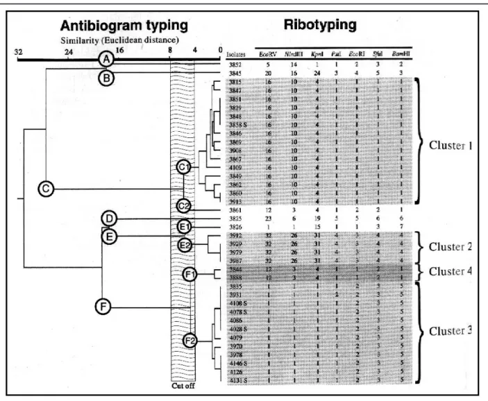 FIGURE 1. Dendrogram of similarities between methicillin-resistant Staphylococcus aureus isolates using antibiogram typing and compari- compari-son with ribotyping results