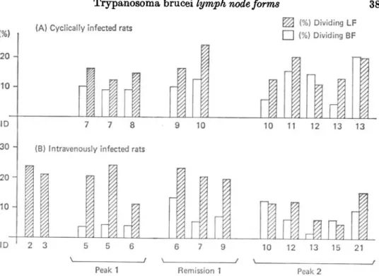 Fig. 2. Proportion of dividing forms in the blood and lymph nodes of rats infected