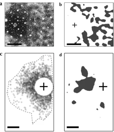 Figure 1. Horizontal projections in monkey and rodent area 17. Highlighted regions in (b) and (d) indicate significantly anisotropic labeling (P\ 0.01), as determined by our cluster-seeking density analysis, produced by injections of bidirectional (a; monk