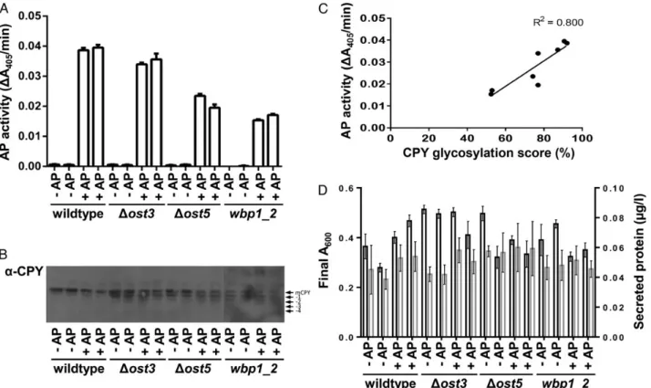 Fig. 3. Defects in LLO synthesis reduces secretion of AP. Wild-type, Δ alg3, Δ alg9 and Δ alg3 Δ alg9 yeast strains transformed with either control ( − AP) or AP-expression (+AP) plasmid