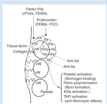 Fig 1 After the vascular injury, TF and collagen are locally expressed. TF binds to activated factor VII (VIIa) in plasma, and generates activated factor X (Xa), and subsequently trace amounts of thrombin (IIa)