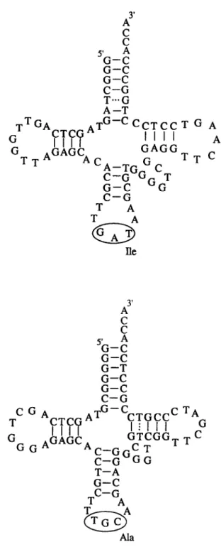 Fig.  2.  Secondary  structure  of  the  sequences  coding  for  tRNA  Isoleucin  (Ile)  and  Alanin  (Ala)  molecules  in  the  16S-23s  spacer  regions  of  Acetobacter  europeus  and  A