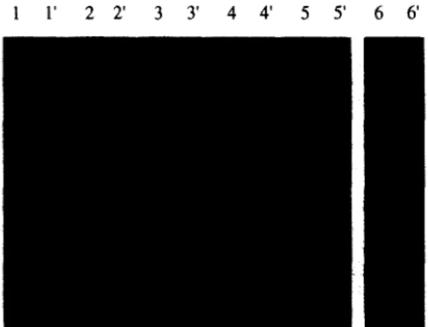 Fig.  3.  Southern  hybridization  of  Acetobacter  xylinum  CL27  DNA  digested  with:  lane  1,  PvuI;  lane  2,  MU;  lane  3,  Ad; 