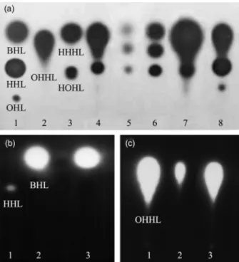 Fig. 1. TLC assay of strain HRO-C48’s ability to produce AHLs with Chromobacterium violaceum CV026 reporter (a), Escherichia coli/