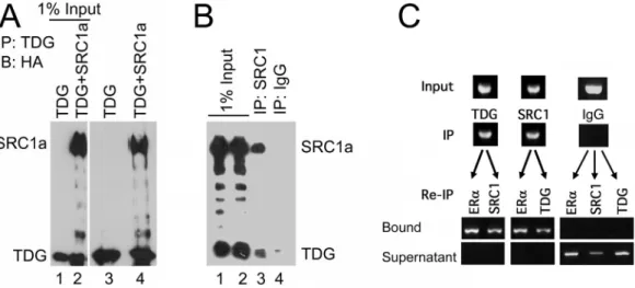Figure 1. SRC1 and TDG interact in vivo. (A and B) Lysates prepared from COS-1 cells transfected with HA-tagged TDG and/or HA-SRC1a were immuno- immuno-precipitated with anti-TDG (A), anti-SRC1 (B) or rabbit IgG (B)