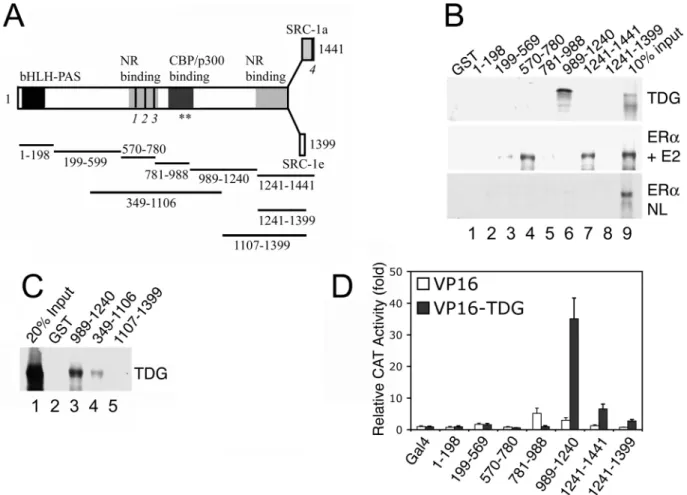 Figure 2. Mapping the region of SRC1 required for interaction with TDG. (A) Schematic representation of human SRC1 isoforms and the regions that were fused to GST and to the Gal4 DBD