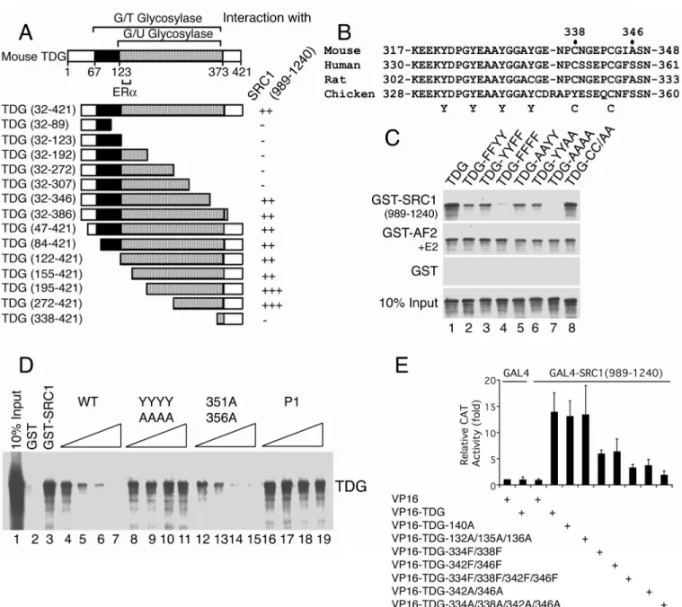 Figure 3. Association of TDG with SRC1 is mediated by a tyrosine repeat-containing motif in TDG