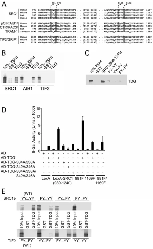 Figure 4. Y-X-X-X-Y motifs in SRC1 mediate its interaction with TDG. (A) SRC1, AIB1 and TIF2 were aligned using dbClustal (81)