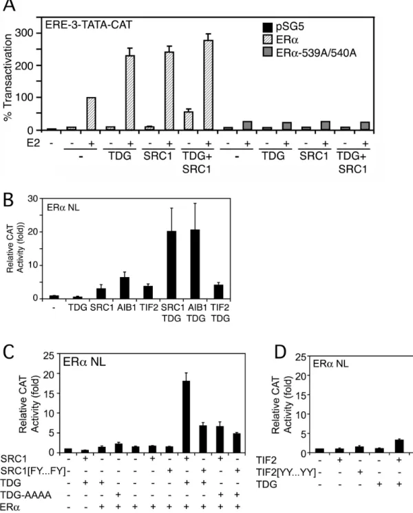Figure 5. TDG cooperates with SRC1 to stimulate ERa activity in the absence of ligand