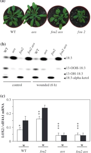 Fig. 3 Characterization of a fou2 aos double mutant. (a) Rosette morphology of 4-week-old plants