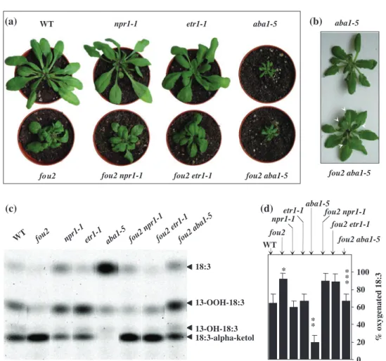 Fig. 4 Characterization of fou2 aba1-5, fou2 etr1-1 and fou2 npr1-1 double mutants. (a) Rosette morphology of 4-week-old plants;