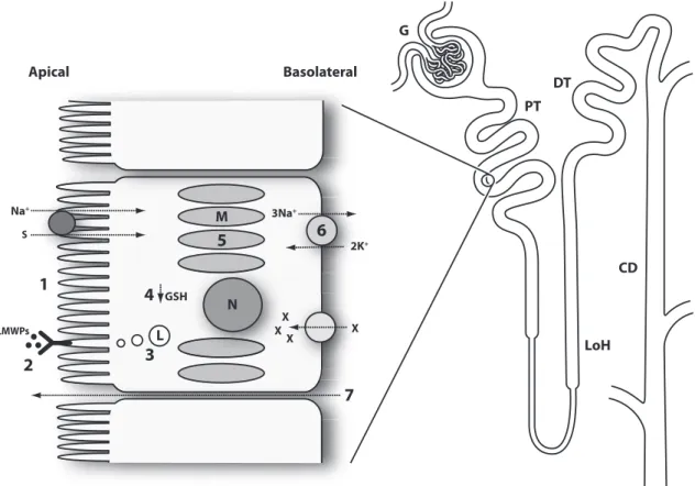 Figure 1. Solute transport in the renal PT and possible mechanisms in the pathogenesis of the renal FS