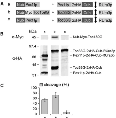 Fig. 3. Yeast split-ubiquitin interaction of atToc159G and atToc33G. (A) Yeast cells were co-transformed with different combinations of Nub and Cub constructs (a–c)