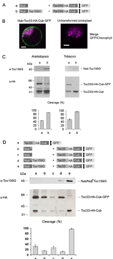 Fig. 4. Plant split-ubiquitin interaction between atToc159G and atToc33. (A) Protoplasts were co-transformed with Nub and Cub constructs as indicated (a and b)