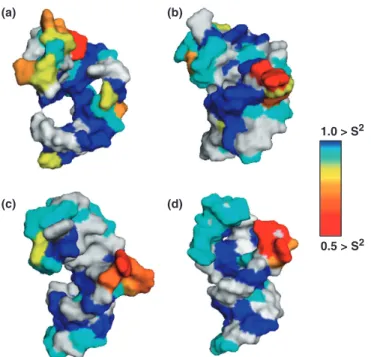 Figure 4. S 2 values determined by Model-Free analysis are displayed as a surface representation of the structure of TAR for the C1 0 , C6 and C8 sites
