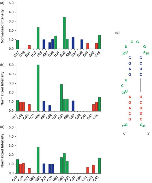 Figure 6. The normalized peak intensities of cross-peaks in 13 C– 1 H HSQC spectra versus sequence of the elongated TAR construct