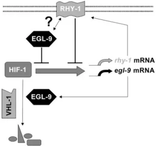 Fig. 4 Model for regulation of C. elegans HIF-1 by multiple negative feedback loops. When oxygen levels are high, the EGL-9 enzyme hydroxylates HIF-1