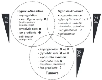Fig. 2 Venn diagram of different hypoxia responses. Tumor responses in general consist of a mixed pattern with some defensive components derived from the hypoxia sensitive precursor tissue (regular text), while others emerged as newly developed defenses th