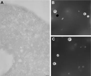 Fig. 3B). Nanogold was associated with the inner face of the tonoplast and smaller vacuole-like compartments (larger than 1 lm)
