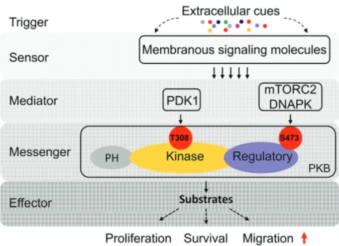 Figure 1.  Molecular mechanism of protein kinase B (PKB) signaling transduction. 