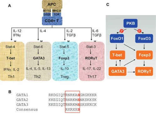 Figure 3.  Regulation of CD4+ T cell differentiation. A) CD4+ T cells are differentiated into four main lineages with distinct transcriptional programs in response to  stimulation of different chemokines