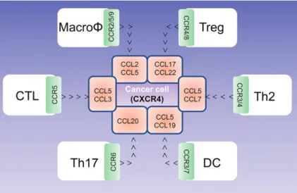 Figure 4.  Chemokine-mediated immune cell trafficking to tumor vicinity. Individual chemokines expressed by cancer cells are highlighted in pink boxes, and the cor- cor-responding chemokine receptors expressed by immune cells are highlighted in the green b
