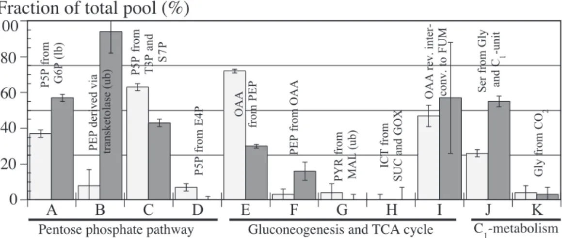 Fig. 3. Origins of metabolic intermediates (A^K) during aerobic exponential growth of E