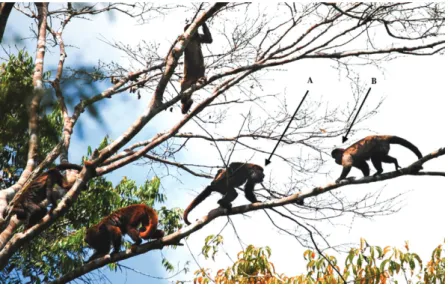 Figure 1 Male capuchin monkey (A) approaching a female howler monkey (B) carrying the infant (photo credit: E
