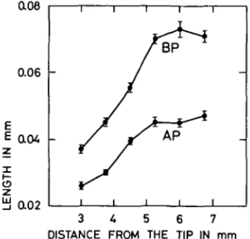 FIG. 3. Position of the hair on the trichoblast along the root axis. AP: apical part of the cell to the hair centre (in mm±s.e.); BP: basal part of the cell to the hair centre (in mm±s.e.)