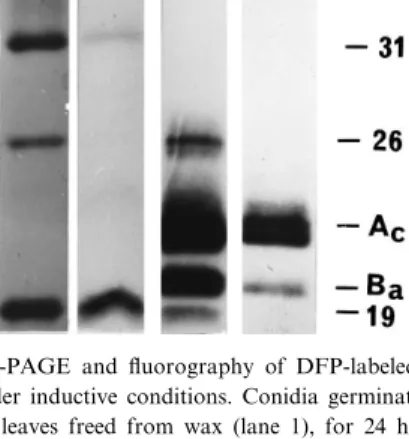 Fig. 1. SDS-PAGE and £uorography of DFP-labeled serine ester- ester-ases under non-inductive conditions