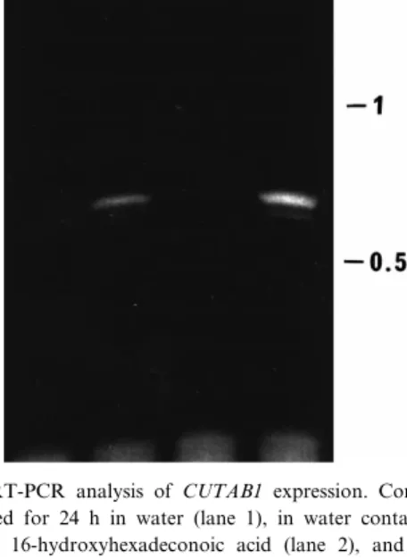 Fig. 3. RT-PCR analysis of CUTAB1 expression. Conidia were germinated for 24 h in water (lane 1), in water containing 0.25 mg ml 31 16-hydroxyhexadeconoic acid (lane 2), and for 24 h (lane 3) or 96 h (lane 4) in water containing 5 mg ml 31 apple  cu-tin