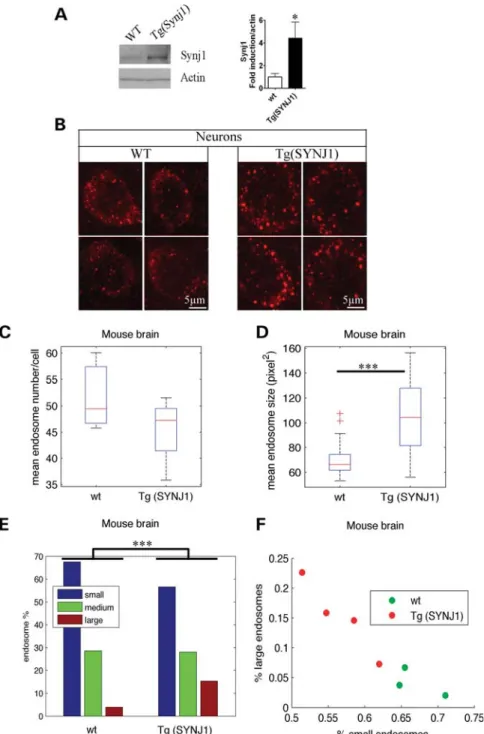 Figure 5. Transgenic mice overexpressing Synj1 show endosomal abnormalities in prefrontal cortex neurons