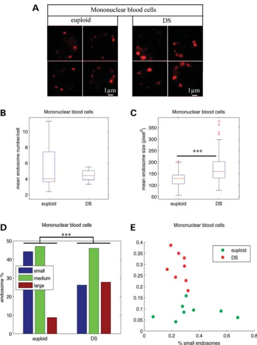 Figure 1. Endosomal abnormalities are present in mononuclear blood cells from individuals with DS