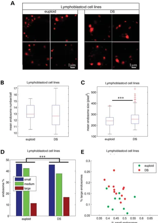 Figure 2. Enlarged endosomes are present in LCLs from individuals with DS. (A) Representative confocal images of EEA1-positive early endosomes of LCLs from euploids and individuals with DS